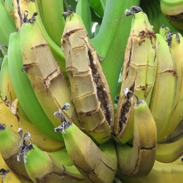 Plátano